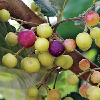 פלסה (אוכמניות הודיות) Phalsa berries
