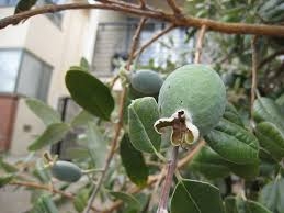 מבחר זני פאו פאו - Pawpaw