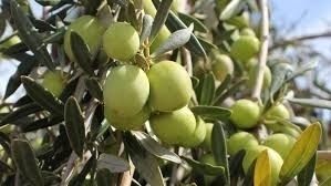 מבחר זני עצי זית Olive