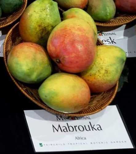 מברוקה - Mabruka