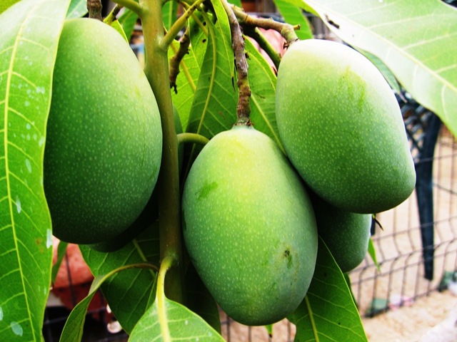 זני מנגו - Mango varieties