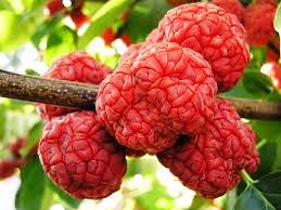 עץ תות  Mulberry Tree