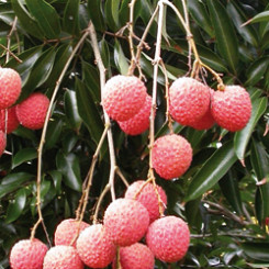 קוואי מאי פינק / בוסוורטס 3 -  Kwai Mai Pink / Bosworth 3   