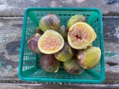 118770183 3503126809731310 3169391569187240448 n