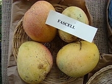 220px Mango Fascell2 Asit fs