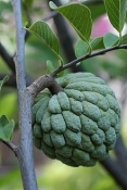 220px Sugar apple on tree