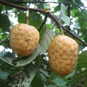 390651 100629164921 Annona senegalensis