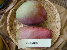 800px Mango Palmer Asit fs8
