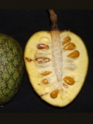 ANNO Annona montana bra JSou09