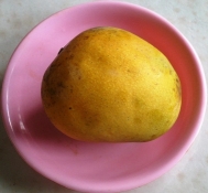 A  Himsagar  mango
