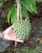 Annona101