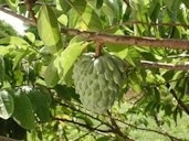 Annona40256