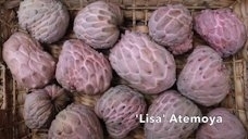 Annona43128