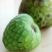 Annona cherimola Cumbe H  120 190 cm  480x480