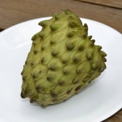 annona cherimola 17 el bumpo  39400