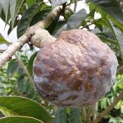 Annona diversifolia Ilama