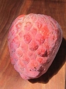 Anonna fruit