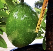 Avocado Catalina Fruit IG DsFruitTrees 06