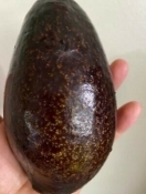 Blas avocado
