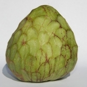 Cherimoya DSC 2773 cr sq 400x400 1