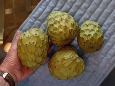 Cherimoya March17 2