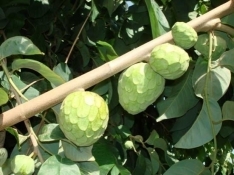 Chirimoyos