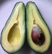 Day avocado  2 