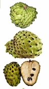 Health Benefits of atemoya fruit  2 