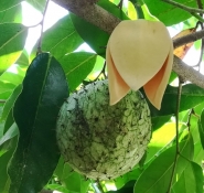 IMG 20190527 112116annona montana TA  2 
