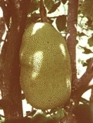 Jackfruit DangRasimi