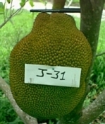 Jackfruit J 31