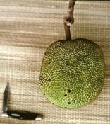 Jackfruit cochin