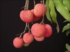 KaimanaMaguire300