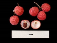 LycheeRedYellowMaguire300