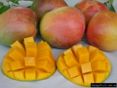 Mango R2E2 Grafted  117