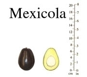 Mexicolasm