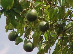Monroe avocado tree 3