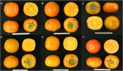 Persimmon fruit of A Kanshu B Shinshu C Soshu D Suruga E Youhou  2 