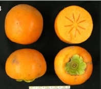 Persimmon fruit of A Kanshu B Shinshu C Soshu D Suruga E Youhou  4 