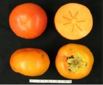 Persimmon fruit of A Kanshu B Shinshu C Soshu D Suruga E Youhou  5 