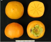 Persimmon fruit of A Kanshu B Shinshu C Soshu D Suruga E Youhou  6 