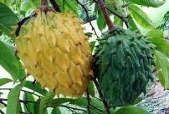 Rollinia12