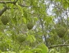 Rollinia1234