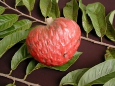 San Pablo Red Custard Apple Tree