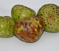 annona cherimola selma16  08183