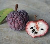 annona squamosa7 s  39347