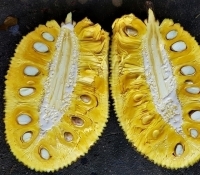 artocarpus heterophyllus j33 x  80717