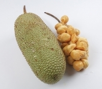 artocarpus integer s  53200