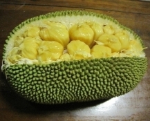 artocarpus x cheena x  35661