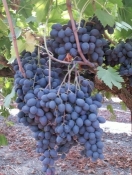 autumn royal grape d6578623 bb82 4f7e a8cf c71e0b62892 resize 750